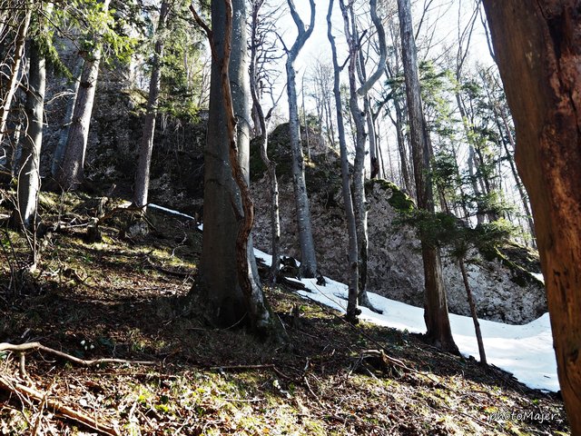 Schneeschuh-Wanderung mit Regionauten: Richtig mystisch wirkt der Wald in Reinsberg. | Foto: Manuela Majer