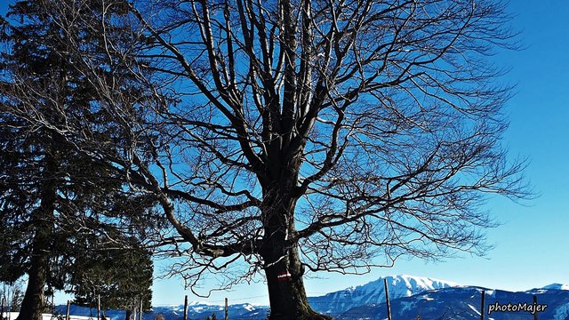 Schneeschuh-Wanderung mit Regionauten: Vom Hochschlag ging's weiter auf den Runzelberg. | Foto: Manuela Majer