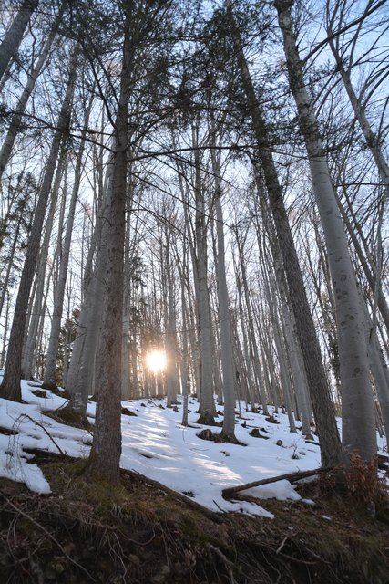 Schneeschuh-Wanderung mit Regionauten: Richtig mystisch wirkt der Wald in Reinsberg. | Foto: Roland Mayr