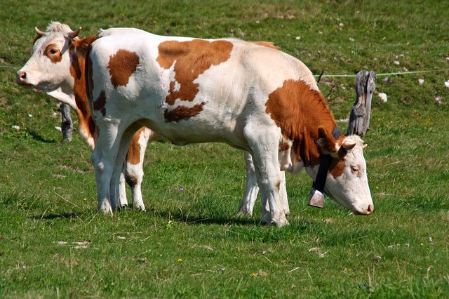 Das "Kuhattacke-Urteil" könnte weitreichende Maßnahmen für die Alpenwelt haben.  | Foto: Pixabay/Der_Mentor (Symbolbild)