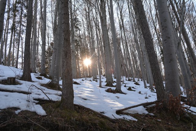 Schneeschuh-Wanderung mit Regionauten: Richtig mystisch wirkt der Wald in Reinsberg. | Foto: Roland Mayr