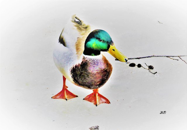 Ente am Eis, Thalersee, Thal bei Graz