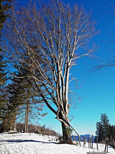 Schneeschuh-Wanderung mit Regionauten: Vom Hochschlag ging's weiter auf den Runzelberg. | Foto: Manuela Majer