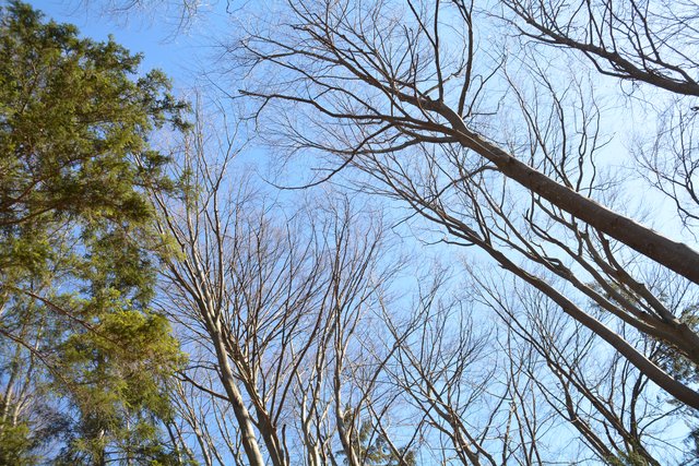 Schneeschuh-Wanderung mit Regionauten: Vom Reinsberger Ortszentrum aus ging's zunächst zur Burgruine. | Foto: Roland Mayr