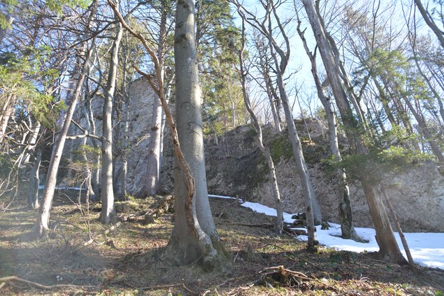 Schneeschuh-Wanderung mit Regionauten: Richtig mystisch wirkt der Wald in Reinsberg. | Foto: Roland Mayr