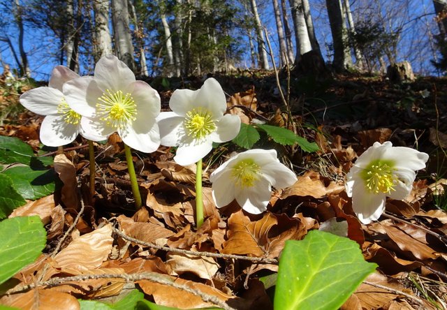 Schneeschuh-Wanderung mit Regionauten: In Reinsberg zeigen sich bereits die ersten Schneerosen. | Foto: Franz Sturmlechner