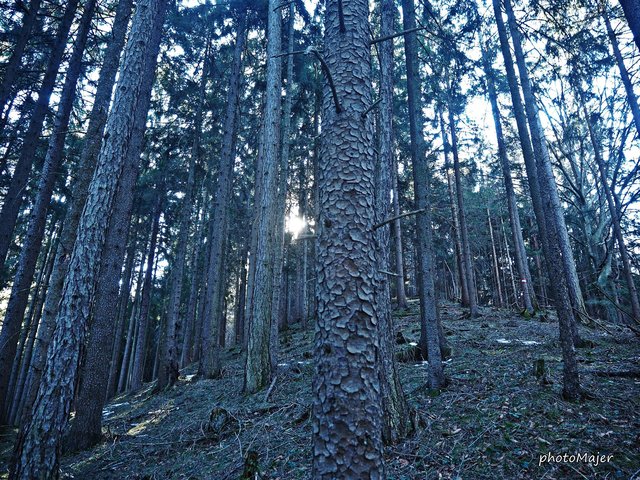 Schneeschuh-Wanderung mit Regionauten: Richtig mystisch wirkt der Wald in Reinsberg. | Foto: Manuela Majer