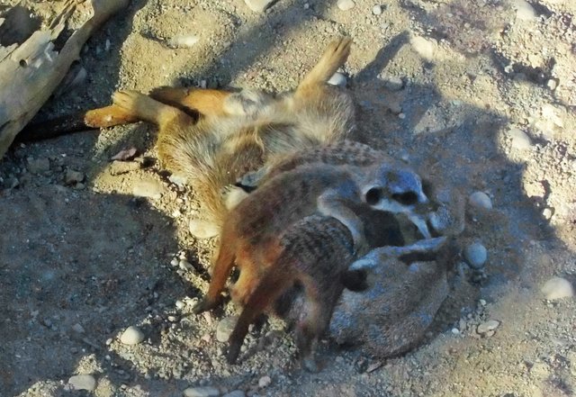 Mit Papi spielen macht den Sprösslingen Spaß