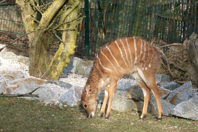Kalb von einer  Nyala Antilope