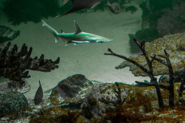 Einer der drei Hammer-Haie im Wiener Haus des Meeres und jetzt Patenkind der JUZIs.  | Foto: Die jungen Zillertaler / Christian Mites