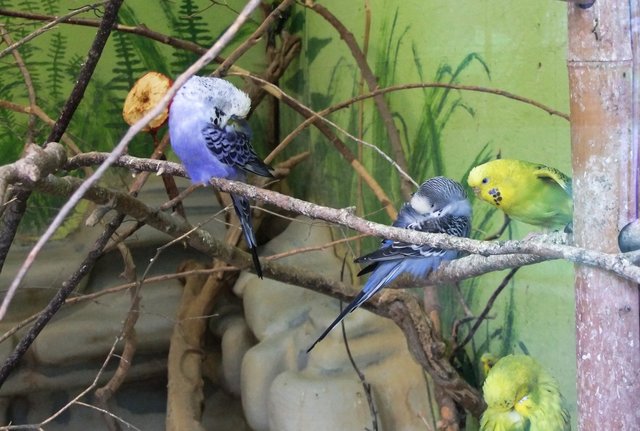 Wellensittiche beim Nachmittagsschläfchen