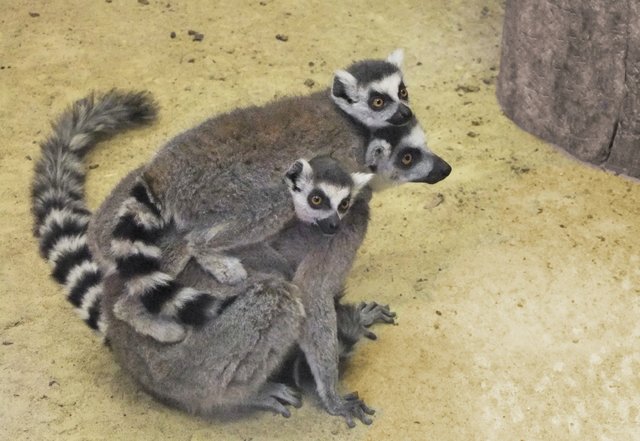 Der Nachwuchs der Kattas lässt sich gerne tragen