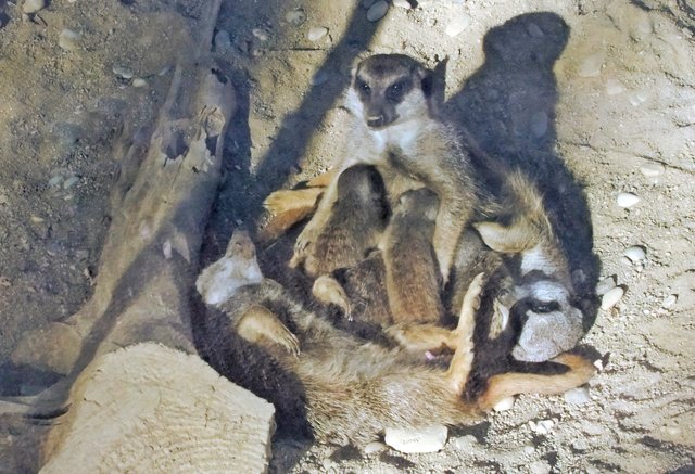 Die liebe Familie der Erdmännchen 