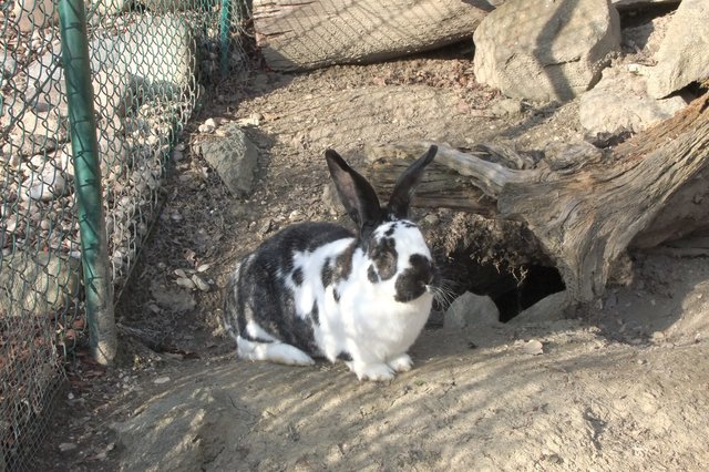 Schecki neben seiner Höhle