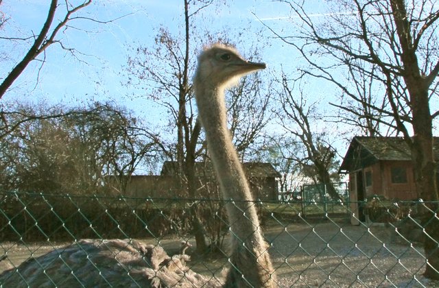 Afrikanischer Strauss 