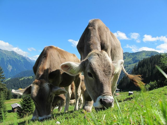 Viele Bauern fragen sich nach dem "Kuhattacke-Urteil", ob es noch sicher ist, ihre Kühe auf den Almwiesen frei laufen zu lassen.  | Foto: Pixabay/Pixel-Sepp (Symbolbild)