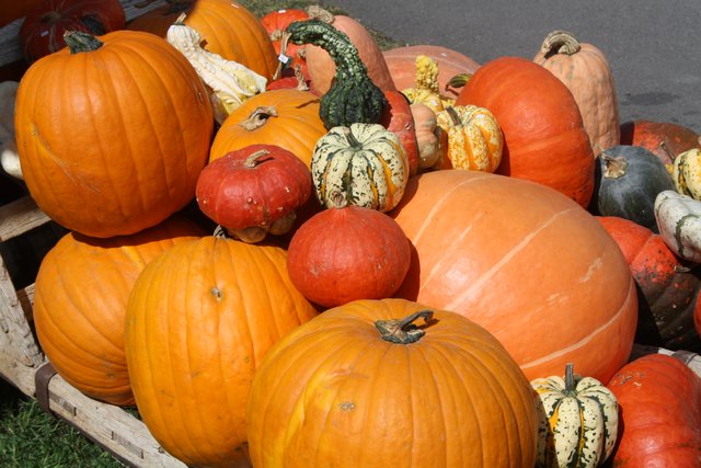 In Thal findet eine Riesenkürbis-Meisterschaft statt. | Foto: Edith Ertl