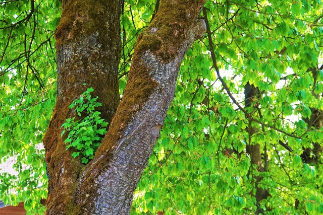 Für 50 Euro kann eine Patenschaft für einen Hornsteiner Baum übernommen werden. | Foto: Egger