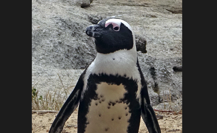 Kleine "Frackträger" werden in den Zoo Salzburg einziehen.