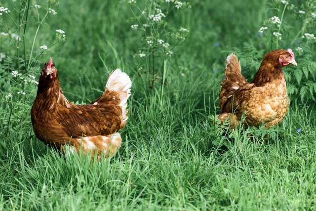 Foto: Fam. Mayr/Brunlitzerhof
