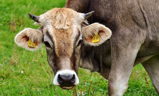 Das "Kuhattacken-Urteil" hat viele Landwirte verunsichert. Eine Gesetzesänderung und ein Versicherungsschutz sollen nun Abhilfe schaffen.  | Foto: Pixabay/Alexas_Fotos (Symbolbild)