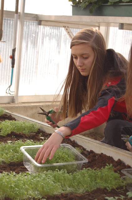 Heidi erntet eigene Gartenkresse und findet, dass sie ausgezeichnet schmeckt.