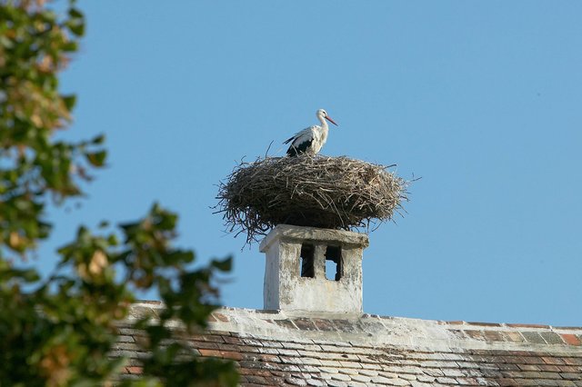 Am 28. Februar landete der erste Storch 2019 am Neusiedler See | Foto: NTG/Mike Ranz