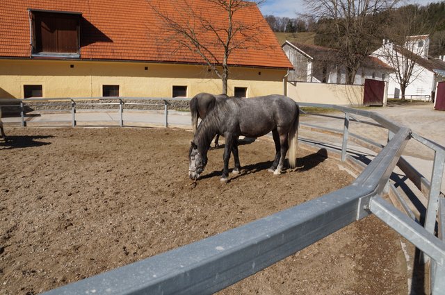 Die Lipizzanerstuten waren vom Führungswechsel unbeeindruckt. | Foto: Almer