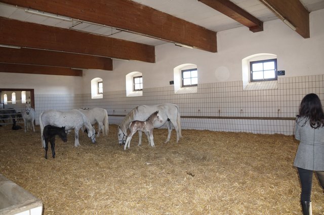 Die Weltsensation in Piber: Ein scheckiges Lipizzanerfohlen. | Foto: Almer