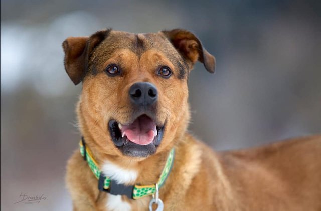 Nero wartet jetzt schon eine ganze Weile im Tierheim Reutte auf liebevolle Besitzer. | Foto: Dronhofer