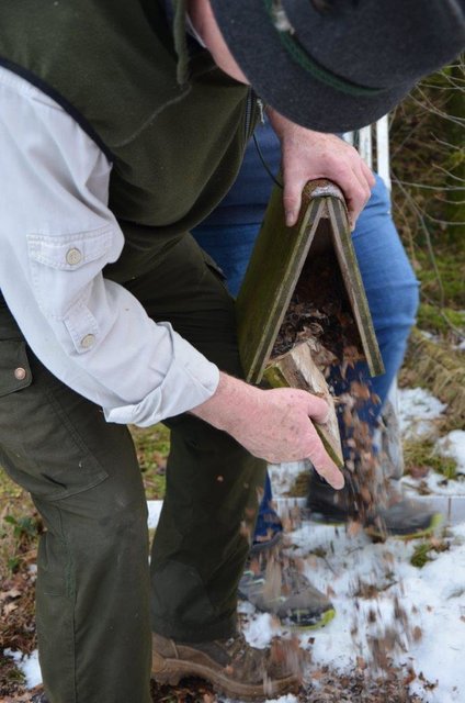 Wichtig: Die Nistkästen unbedingt von verwaisten Nestern befreien.  | Foto: Höllbacher