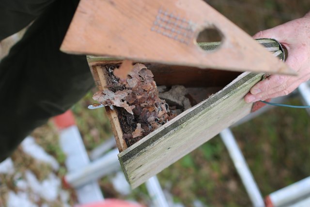 Verwaiste Nester sollten aus den Nistkästen entfernt werden.  | Foto: Höllbacher