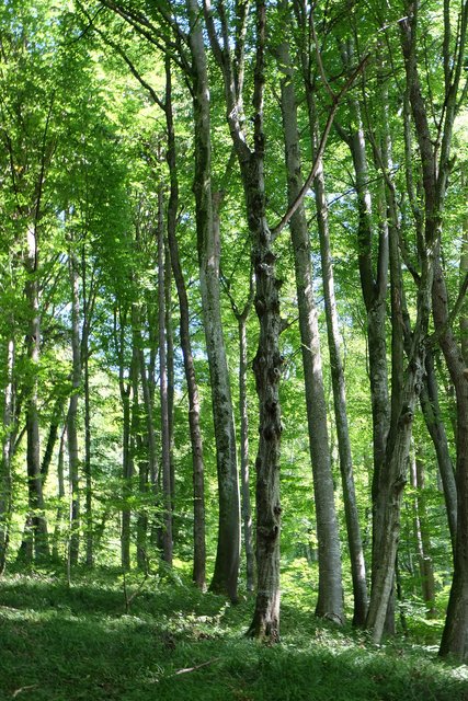 Der Wald ist eine Ort der Ruhe, Entspannung und Erholung.  | Foto: Heilpflanze.at