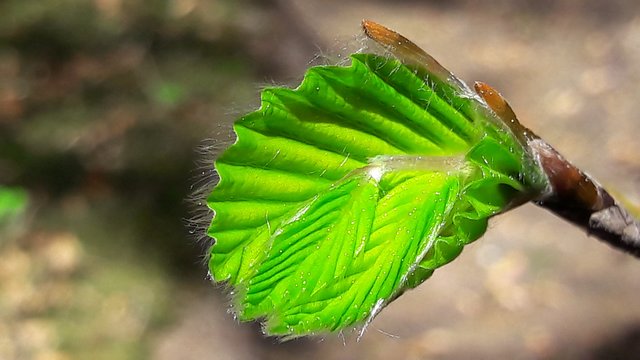 Haselknospen gelten als Lungenheiler. | Foto: Heilpflanze.at
