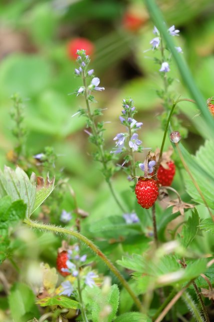 Foto: Heilpflanze.at