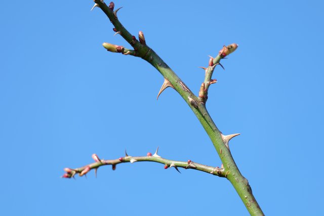 Foto: Heilpflanze.at