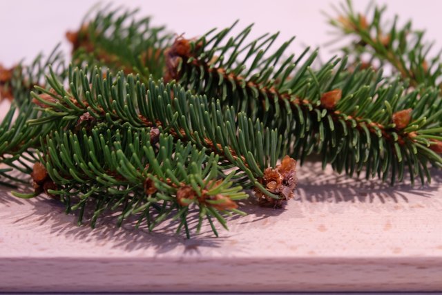 Aus den Nadeln von Bäumen lassen sich viele Heilmittel herstellen.  | Foto: Heilpflanze.at