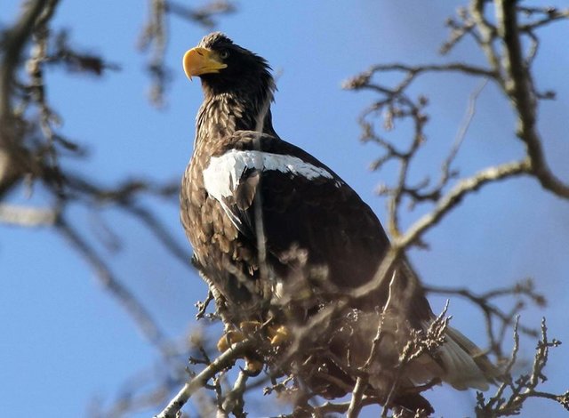 Die Riesenseeadlerdame "Maja" ist nach über drei Jahren wieder zurückgekehrt | Foto: Adler Arena