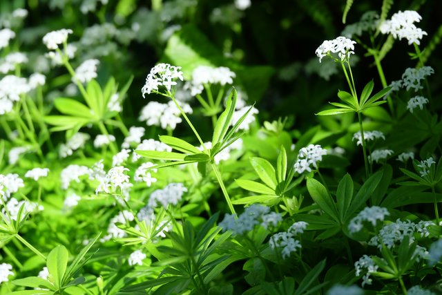 Viele Kräuter aus Wald und Wiese haben Heilwirkungen. | Foto: Heilpflanze.at
