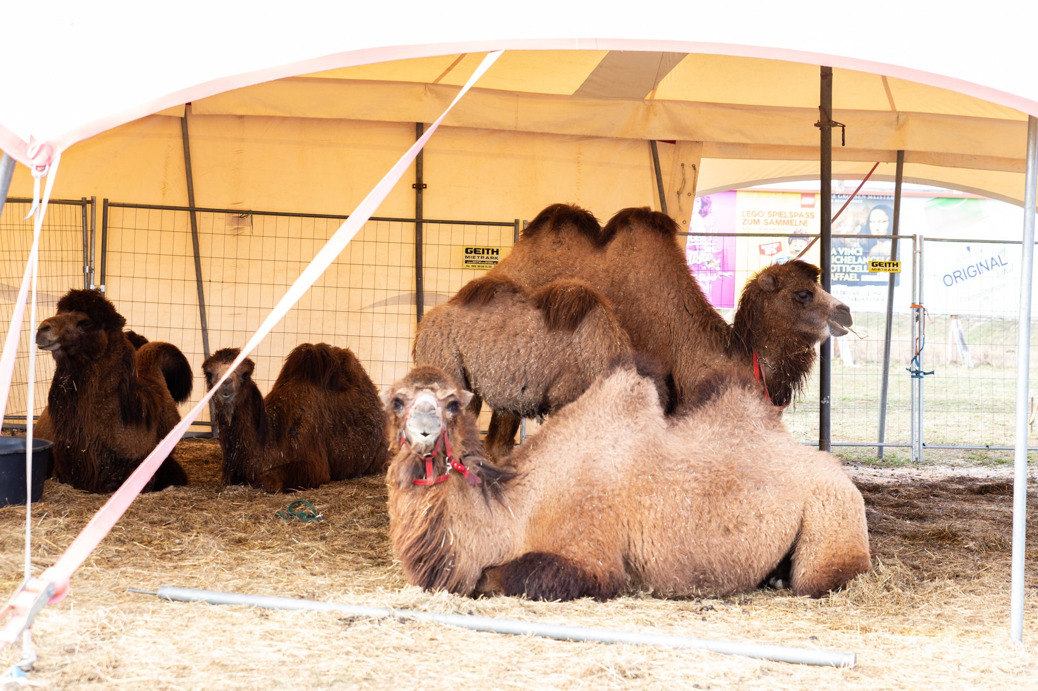 Tierrettung nach Sabotageakt Entlaufene Kamele auf der Wiener