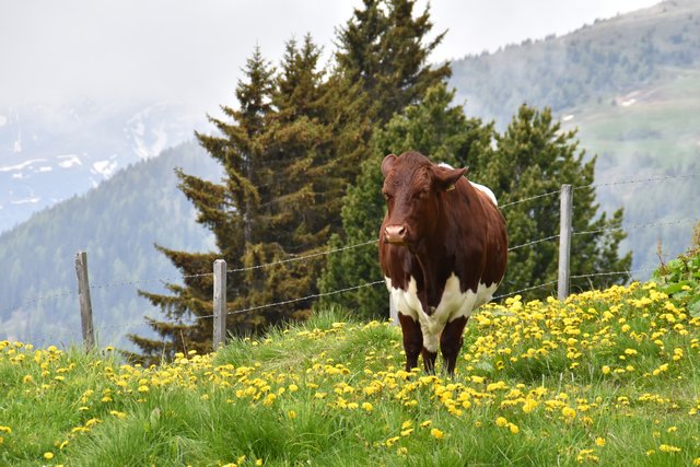 Gereizte Mutterkühe auf Almen sind eine Gefahr - besonders für Wanderer mit Hund. Doch die Almwege zu sperren, kann rechtlich ebenso nach hinten losgehen