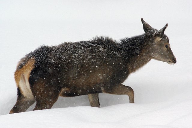 Lawinen und Hungertod: Das Wild hatte im heurigen Winter hart zu kämpfen. Der viele Schnee, der sehr plötzlich kam, schneite die Tiere im wahrsten Sinne des Wortes oft ein.