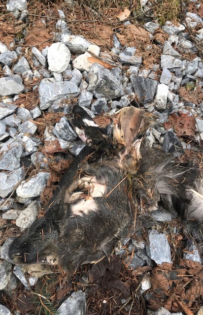 PI Landeck bittet um Hinweise: Im Kronburgtobel wurden mehrere Tierkadaver illegal entsorgt.