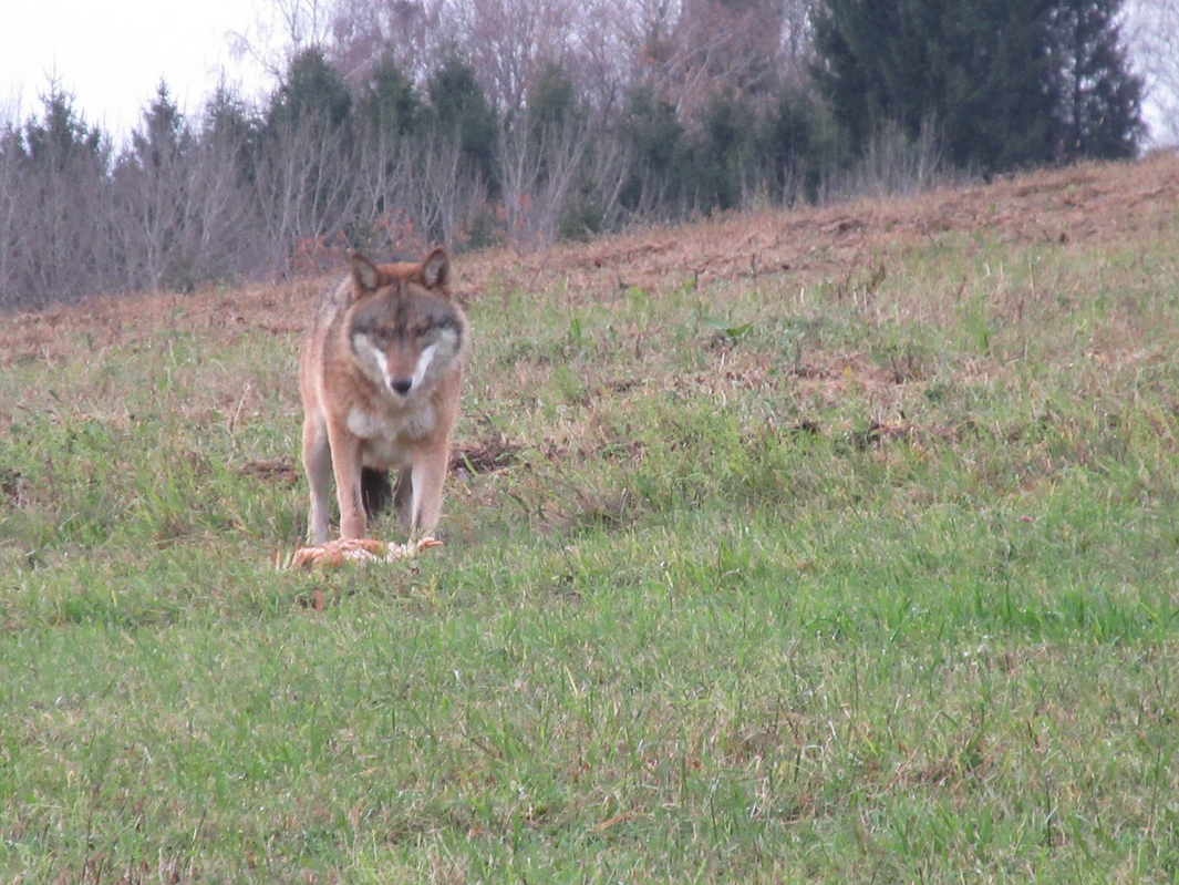 Archivbild: Im November 2017 sorgte ein gar nicht scheuer Wolf in Bad Kreuzen für Aufregung, nun gab es wieder Wolfs-Sichtungen.