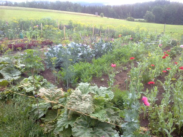 Der Obst- und Gartenbauverein St. Peter zählt 130 Mitglieder. Sie reisen jedes Jahr zu einem anderen Mitglieds-Garten.