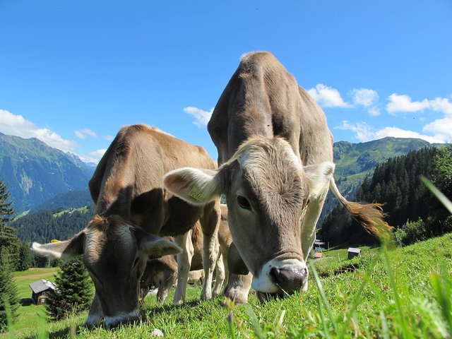 In Österreich bzw. Tirol kommen sich immer wieder Kühe und Touristen in die Quere | Foto: Pixabay/Pixel-Sepp (Symbolbild)