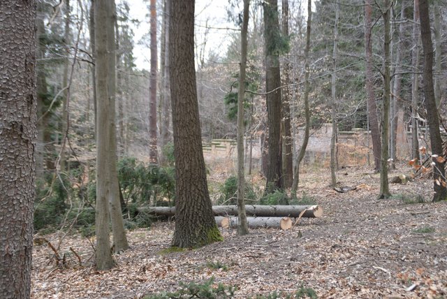 Gut versteckt im Wald leuchtet plötzlich die fast 130 Jahre alte Friedhofsmauer hervor.... | Foto: Huber