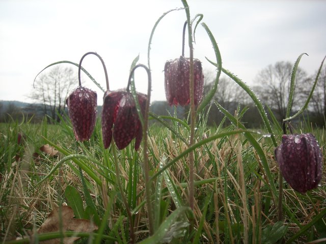 Achtung! Die unter Naturschutz stehende Schachblume blüht in Großsteinbach heuer früher als sonst. Die Vollblüte wird in der kommenden Woche beginnen; der Höhepunkt wird rund um den Palmsonntag erwartet. | Foto: KK