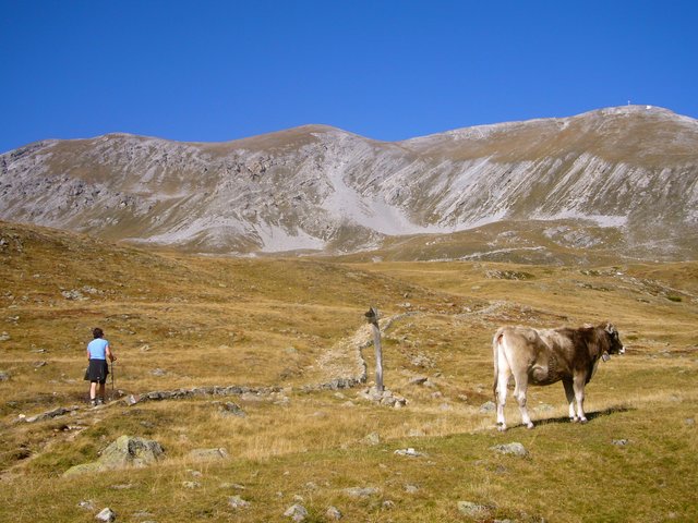 Ein ungefährliches Nebeneinander auf Tirols Almen ist das Ziel der Maßnahmen. | Foto: © Krabichler