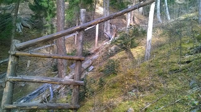 Für das Aufforstungsprojekt werden die Jungbäume wilddicht eingezäunt. | Foto: BFI Landeck